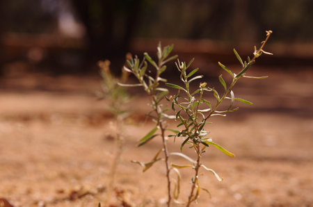 desert weedの写真素材