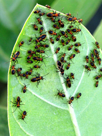 Insects gathering