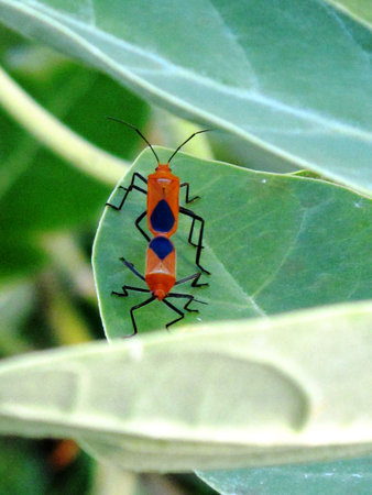 Mating