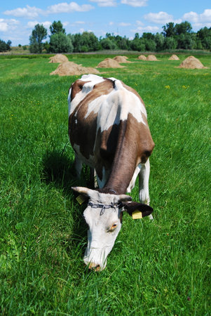 Cow on a summer pastureの写真素材