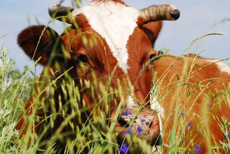 Cow on a summer pastureの写真素材