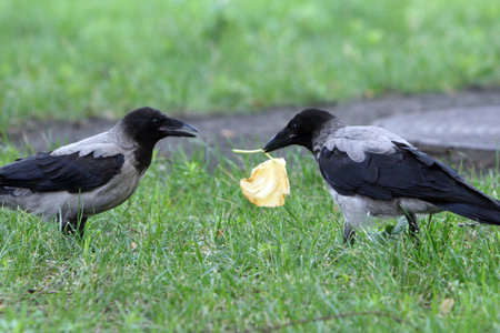 grey crow communicate each other on green grassの写真素材