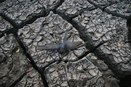 Dry chapped land with dead bird (barn swallow)の写真素材