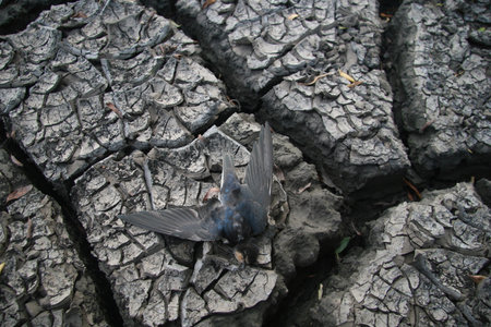 Dry chapped land with dead bird (barn swallow)の写真素材