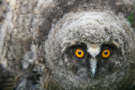 Long eared owl baby sitting on the branch in the forestの写真素材
