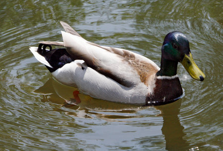 Colorful mallard duckの写真素材
