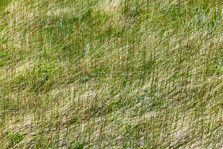 Green Grass Texture Background Patternの写真素材
