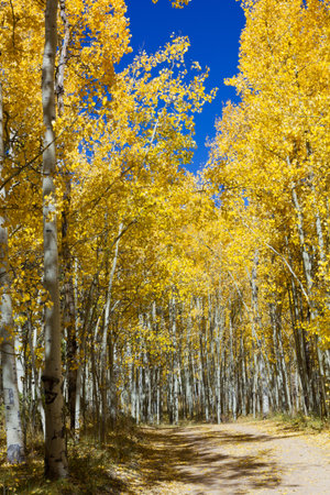 Dirt road through a golden Aspen forest in the Colorado Rockies.の写真素材