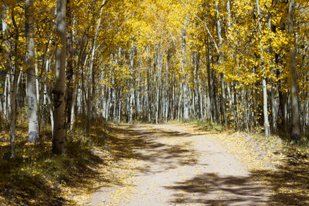 Dirt road through a dense golden Aspen Forest in the Colorado Rocky Mountains.の写真素材
