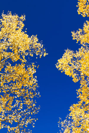Golden aspen leaves contrast against the blue sky.の写真素材