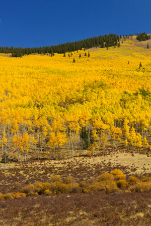 Aspen trees cover an entire mountainside in Colorado Rocky Mountains.の写真素材