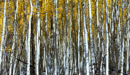 Thick forest of vertical aspen tree trunks in Colorado.の写真素材