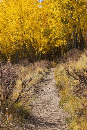 Hiking trail winds through a thick golden forest of aspen trees during a Colorado autumn.の写真素材