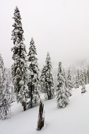 Heavy blizzard dumps snow and creates a winter wonderland near Lake Tahoe California Nevadaの写真素材