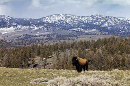 A lone American Bison stands proudly along a ridge in Yellowstone National Park, Wyoming USAの写真素材