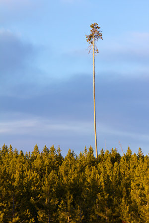 Wildfire ravaged and destroyed this forest years ago, but somehow this indestructible tree survived! This old towering tree stands tall above the younger forest below as a testement to the will of survial.の写真素材