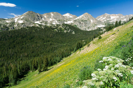 Mountain wildflowers cover the Colorado landscapeの写真素材