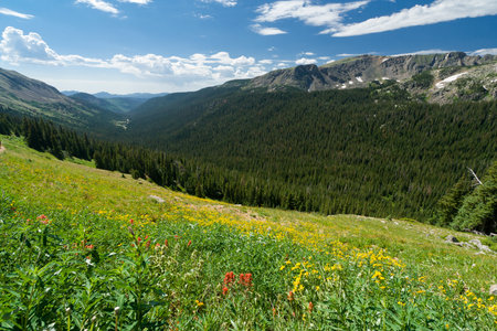 Wildflower Covered Mountain Landscape in Coloradoの写真素材