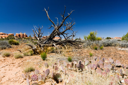 Desert landscape scene in Canyonlands National Park, Utah USAの写真素材