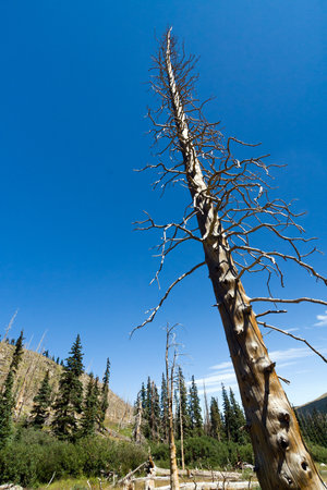 Dead tree after a forest fire in the Colorado Rocky Mountainsの写真素材