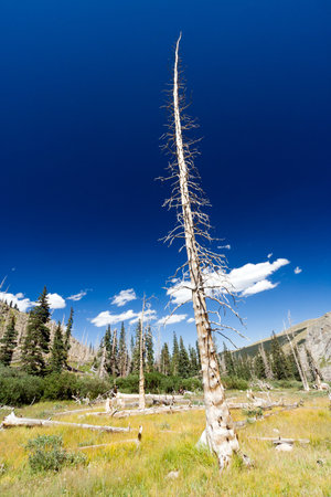Dead tree remains after mountain wildfire destroyed forest の写真素材