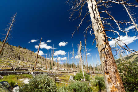 Forest fire leaves behind dead trees in the Colorado Rocky Mountainsの写真素材