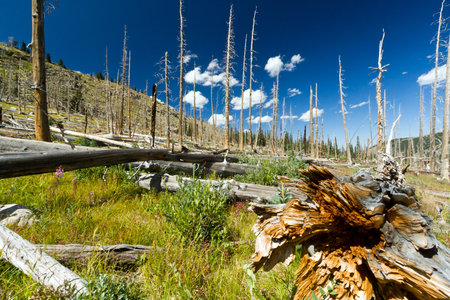 Forest fire leaves behind dead trees in the Colorado Rocky Mountainsの写真素材