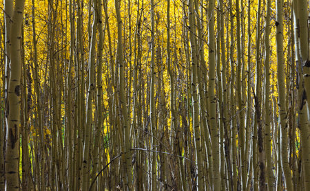 Abstract Pattern of Golden Aspen Forestの写真素材
