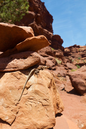 Lizard sleeps in the desert sun in Utahの写真素材