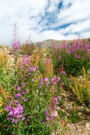 Wildflowers blooming in the Colorado Rocky Mountain Summerの写真素材