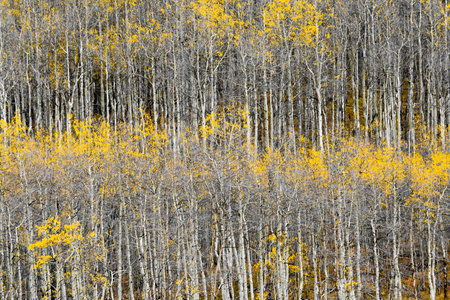Forest of Fall aspen trees background pattern textureの写真素材