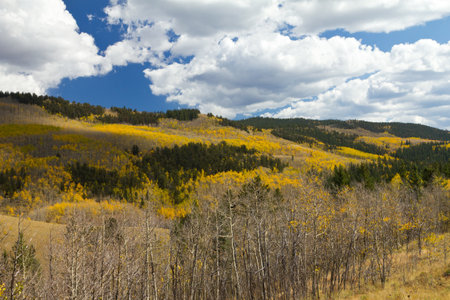 Autumn Aspen Forest in the Colorado Mountainsの写真素材
