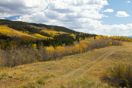Dirt Tracks Through Colorado Fall Aspen Forestの写真素材