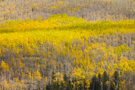 Huge colorful aspen forest in Colorado Fallの写真素材
