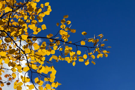 Yellow aspen leaves contrasted against clear blue sky backgroundの写真素材