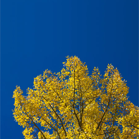 Colorful Colorado Aspen Leaves against the Blue Skyの写真素材