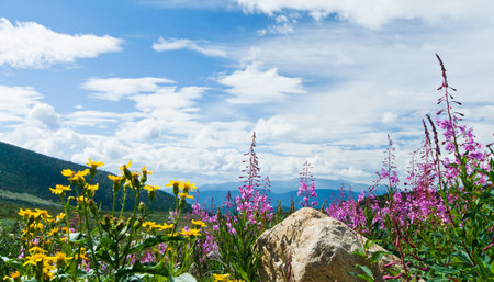 Flowers blooming in a Colorado Rocky Mountain Summer Landscapeの写真素材