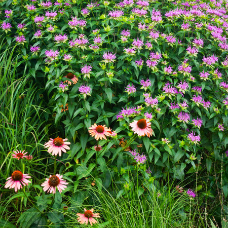 Blooming garden of purple and peach flowers background textureの写真素材