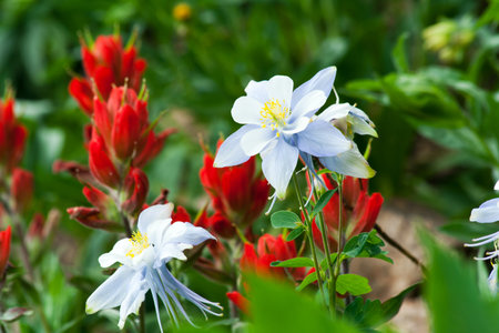 Columbine and Indian Paintbrush, Summer Wildflowers Bloming in the Colorado Mountainsの写真素材