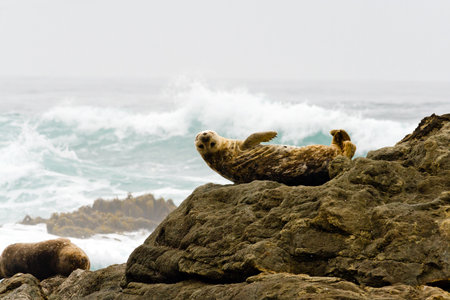 Seal with upside down smile poses on the rocks by the oceanの写真素材