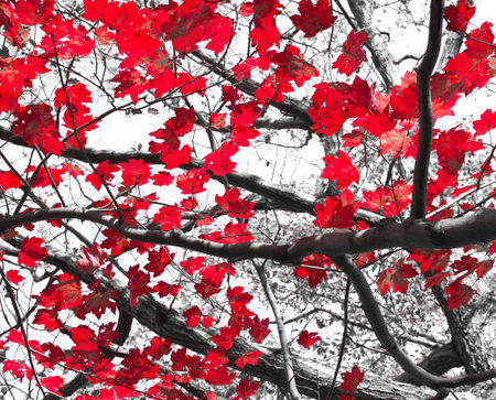 Red Fall leaves contrast on black and white backgroundの写真素材