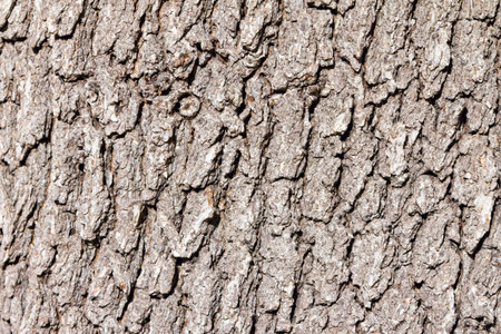 Rough wood tree bark texture backgroundの写真素材