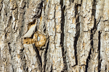 Thick wooden bark on an old tree background textureの写真素材