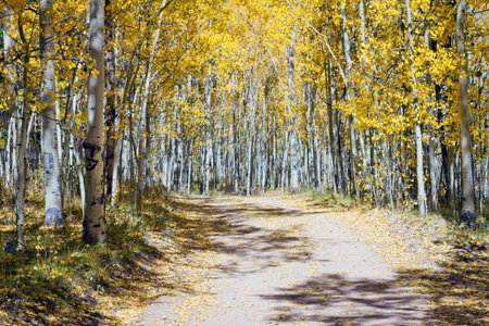 Dirt road through a thick golden aspen tree forest in the Colorado Rocky Mountains during Fallの写真素材