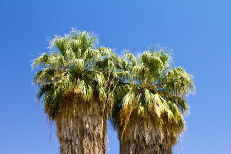 Two tall palm trees against a clear blue sky background in the sunの写真素材