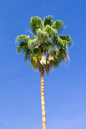 Palm tree isolated on clear blue sky backgroundの写真素材