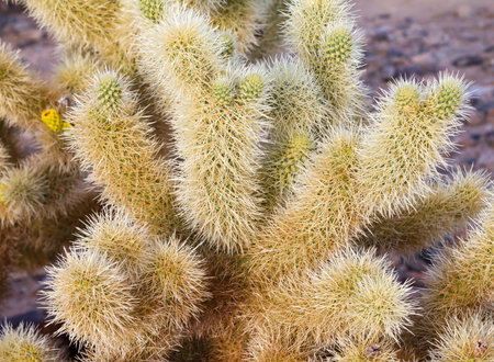 Cholla cactus needles closeup in desertの写真素材