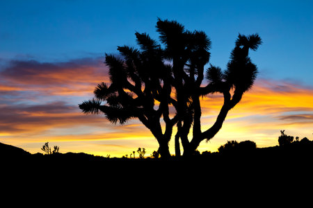 Silhouette of Joshua Trees against colorful sunset background - Joshua Tree National Park, Californiaの写真素材