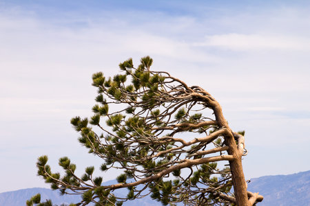 Wind swept tree branches on top of mountainの写真素材