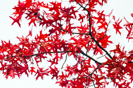 Red fall leaves texture on white の写真素材